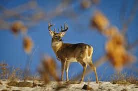 Beginner Deer Hunting - A Beginner's Guide